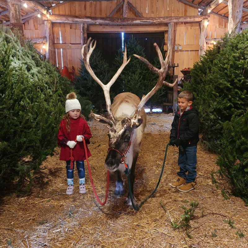 Shortsville Reindeer Farm Shortsville Reindeer Farm