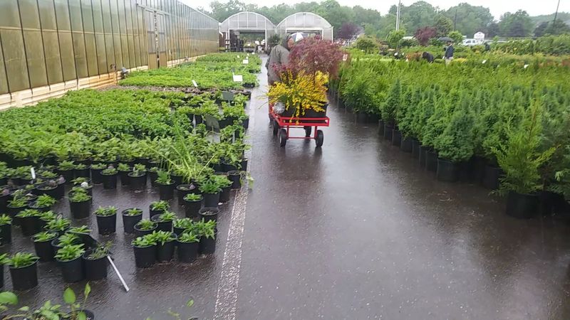 Shrubs, Small Trees, and Helpful Labels Shrubs, Small Trees, and Helpful Labels