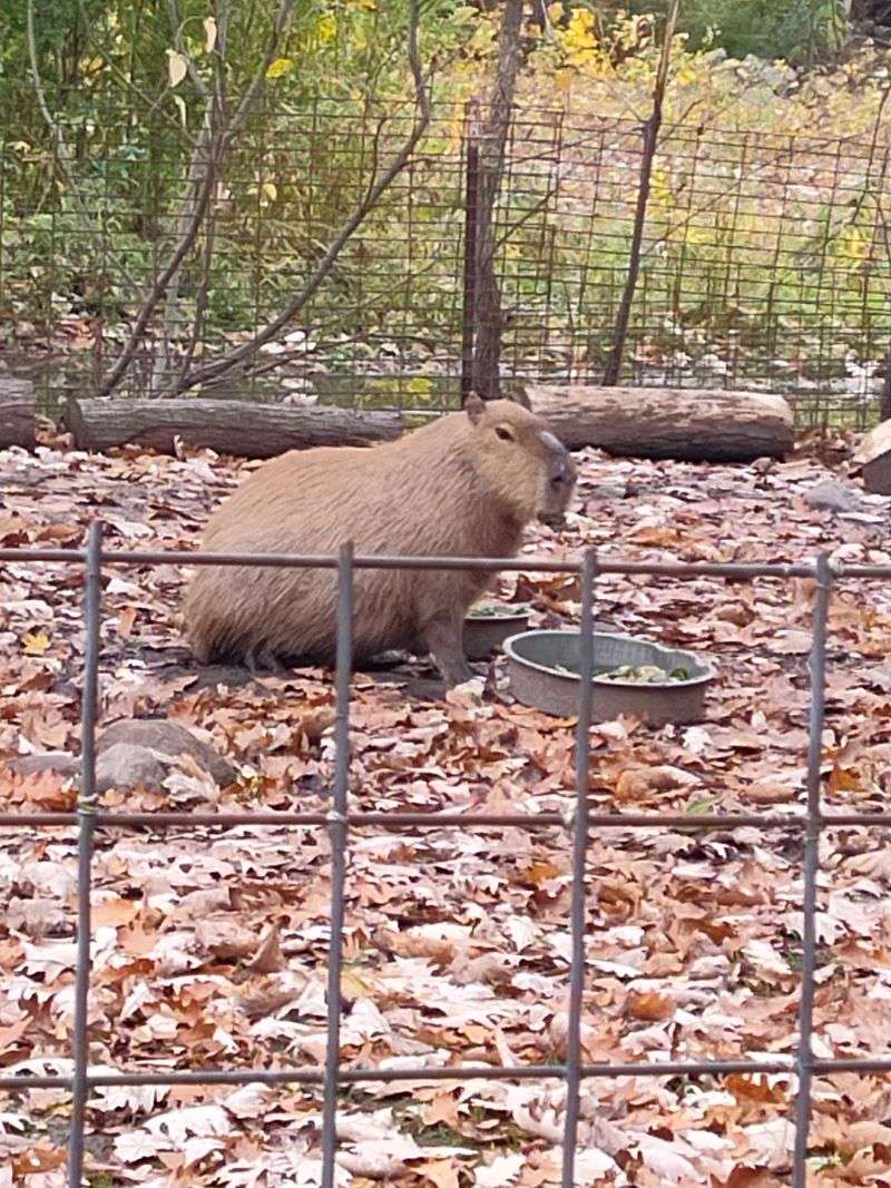 Sitting With a Capybara Sitting With a Capybara