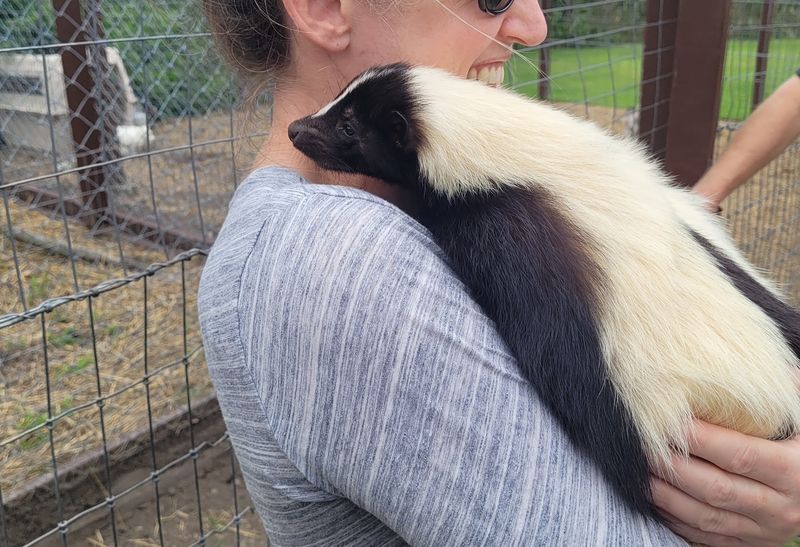 Skunks You Can Actually Cuddle Skunks You Can Actually Cuddle