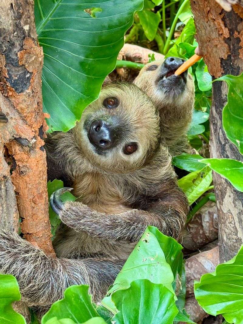 Sloths, Goats, and the Walk-Through Zoo