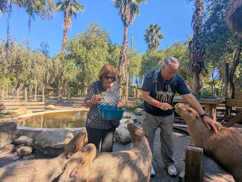 Sloths, Lemurs, Capybaras and Otter Handshakes