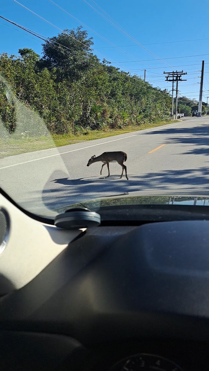 Slow Driving Is the Rule That Matters Most Slow Driving Is the Rule That Matters Most