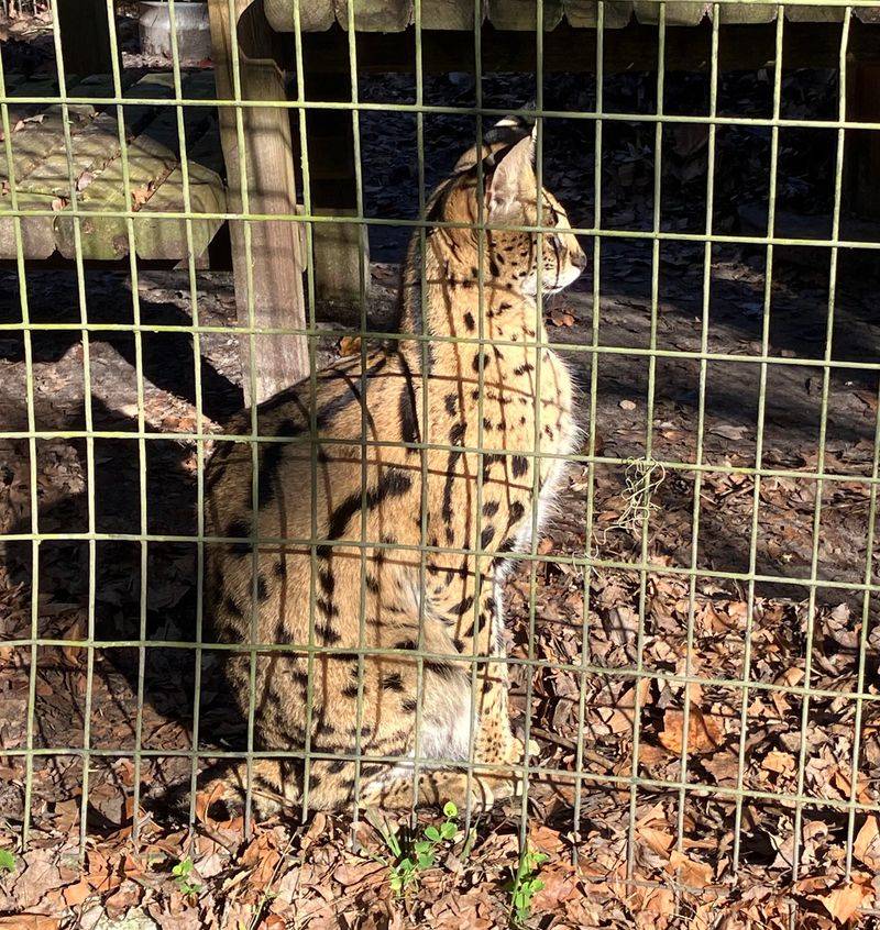 Small Wild Cats With Very Big Personalities Small Wild Cats With Very Big Personalities