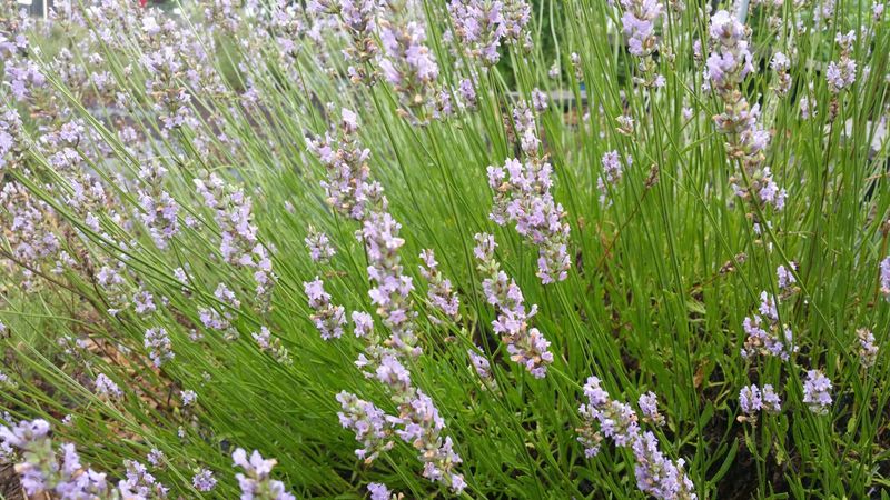 Smart Shopping Tips for Lavender Plants