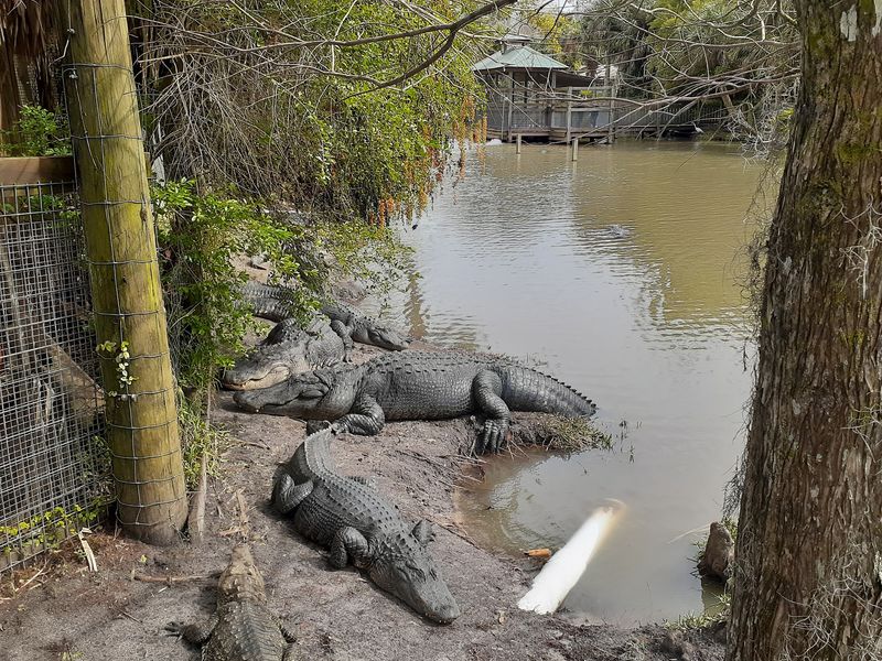 Smart Timing for Better Gator Spotting