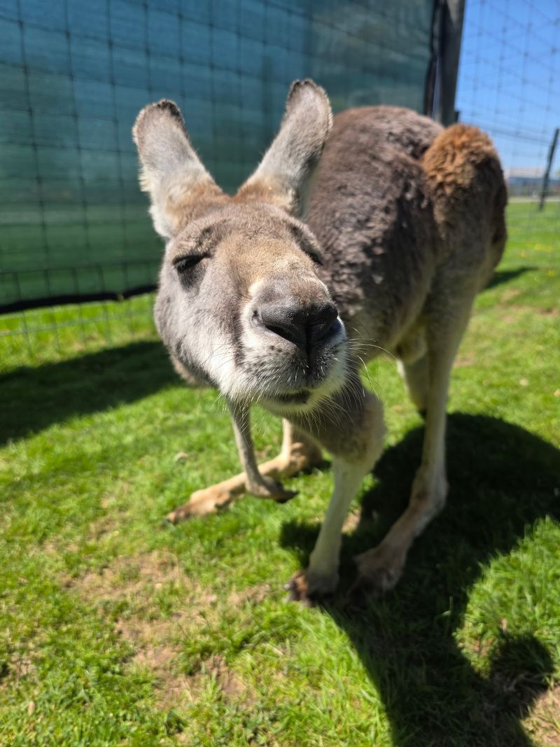 Snack Time With the Grown-Up Roos