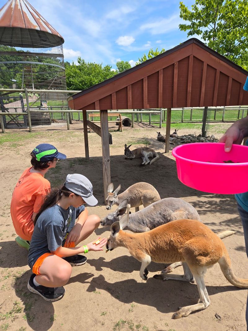 Snack Time for Goats, Parakeets, and Friends