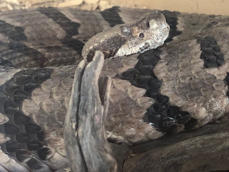 Snakes, Skunks, Coyotes and Other Surprises Snakes, Skunks, Coyotes and Other Surprises