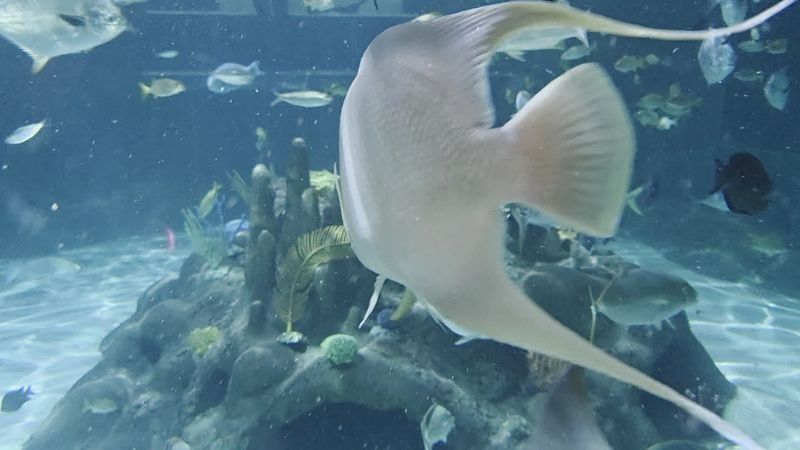 Snorkel and Dive Encounters in the Reef Tank