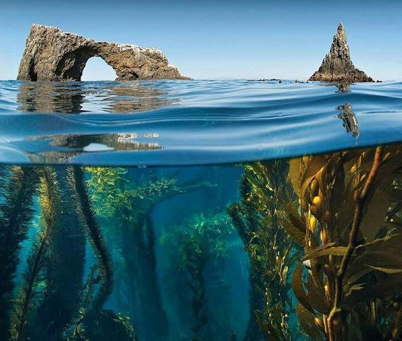 Snorkeling the Clear Island Waters