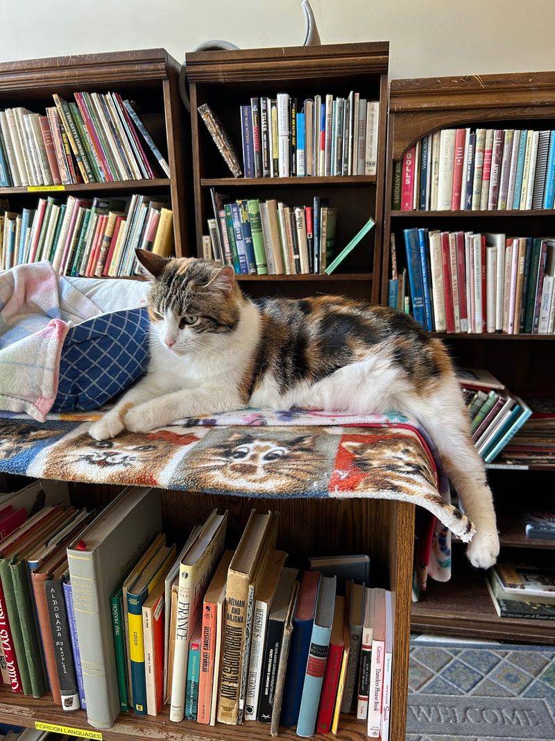 Snowball Book & More, Barberton, OH