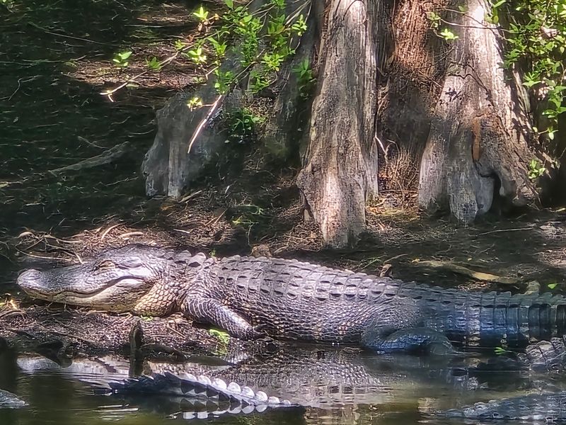 So Many Gators You May Lose Count So Many Gators You May Lose Count