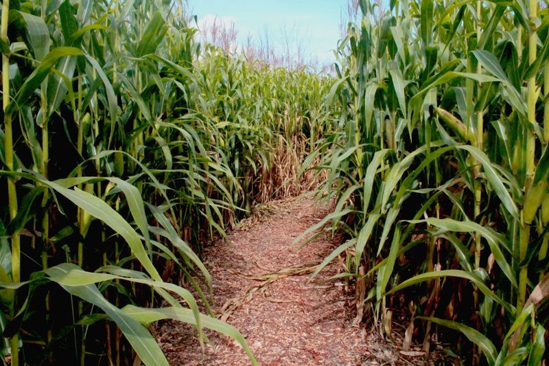Solving a Whodunit Between the Stalks Solving a Whodunit Between the Stalks