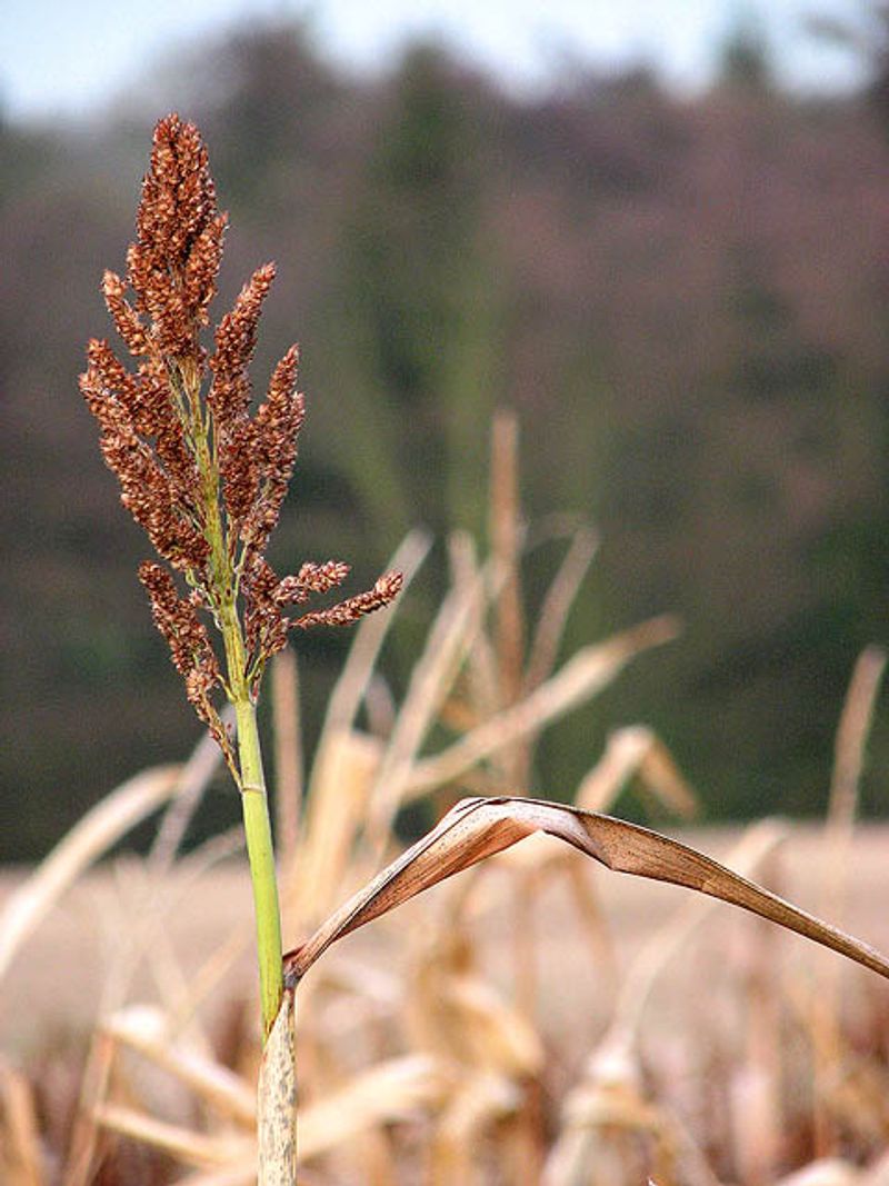 Sorghum
