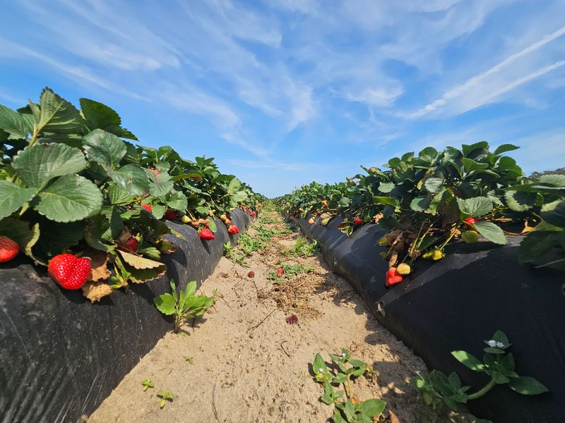 Southern Hill Farms, Florida, Clermont