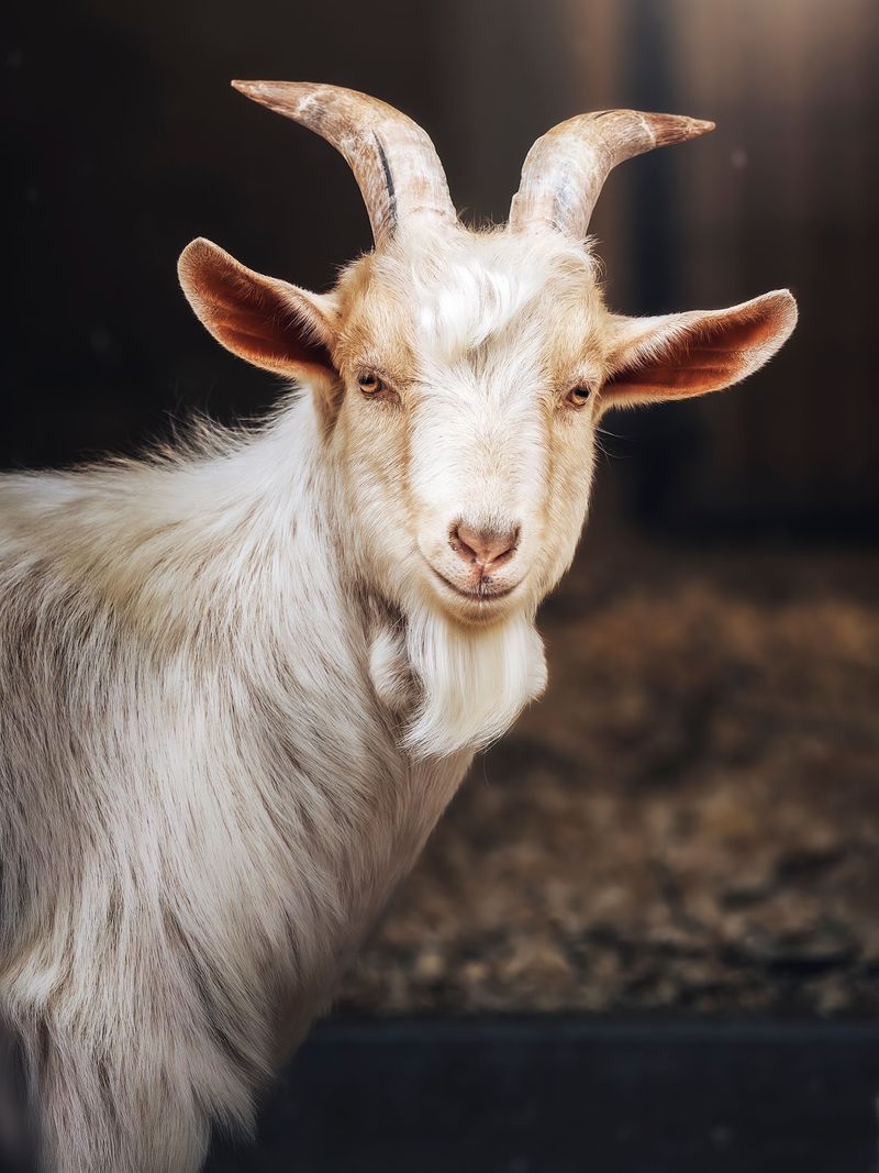 Sowa Goat Sanctuary, Harvard, MA Sowa Goat Sanctuary, Harvard, MA