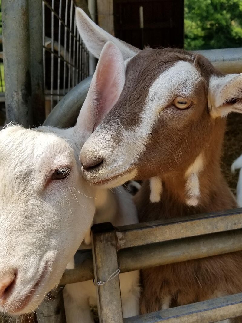 Special Events With Music, Cheese, and Goats