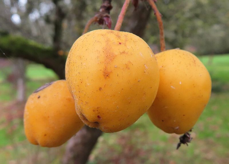 Spiced Crab Apples Spiced Crab Apples