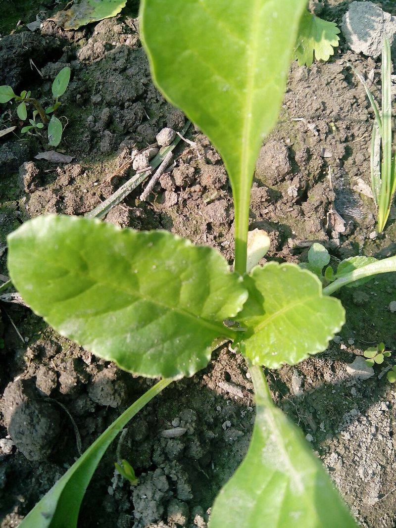 Spinach