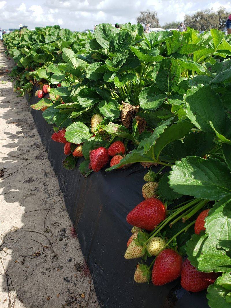 Spivey Farms, Florida, Plant City