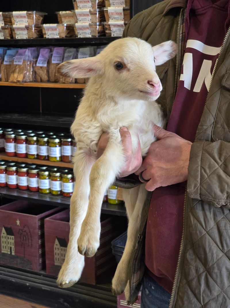 Spring Lambs and Guided Encounters