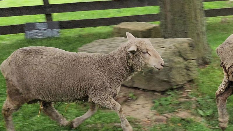 Spring Lambs and the Sheep Flock Spring Lambs and the Sheep Flock