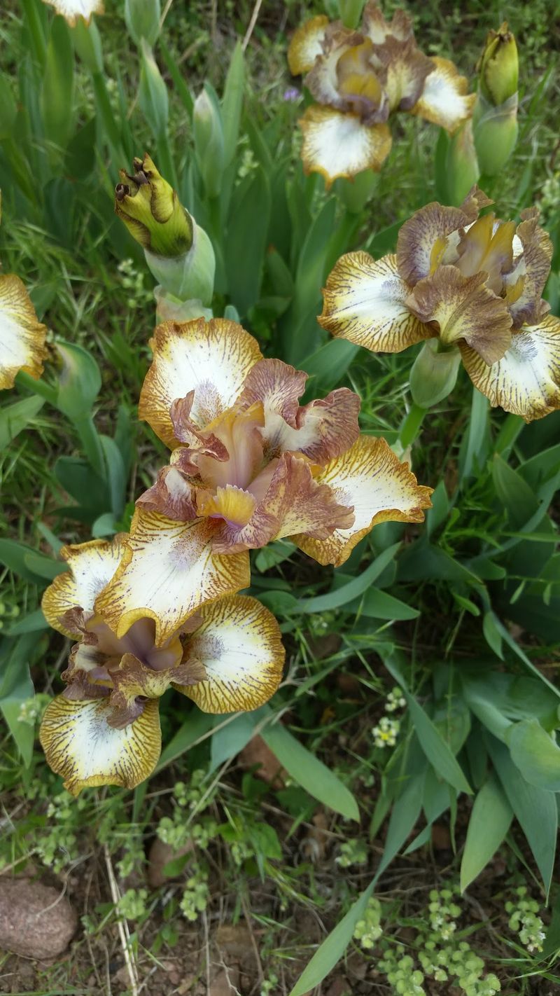 Spring Tulips and Dig-Your-Own Irises