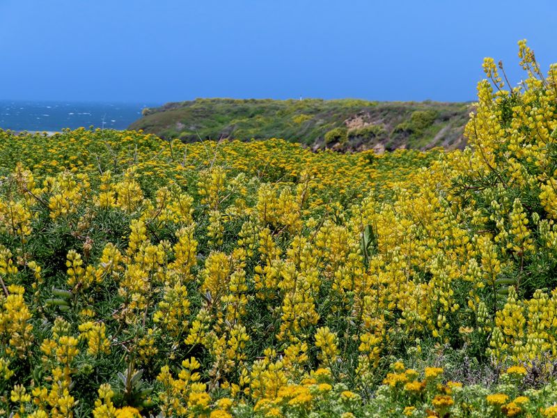 Spring Wildflowers and Bluff-Top Hikes