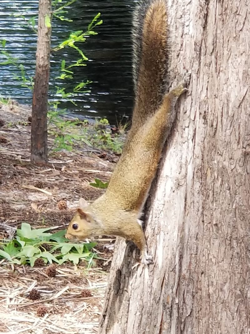 Squirrels, Geese, and Riverside Critters