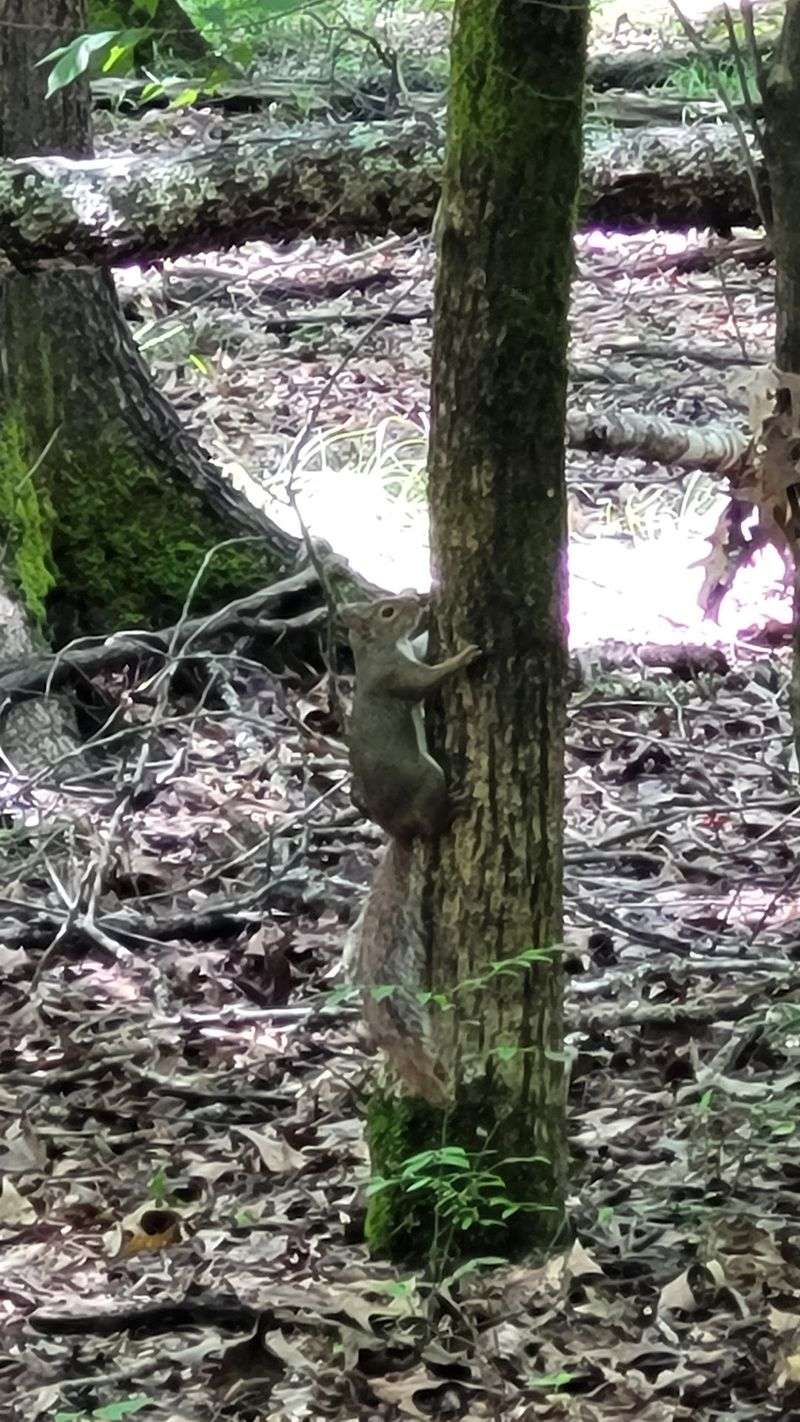 Squirrels, Songbirds, and the Occasional Surprise Squirrels, Songbirds, and the Occasional Surprise