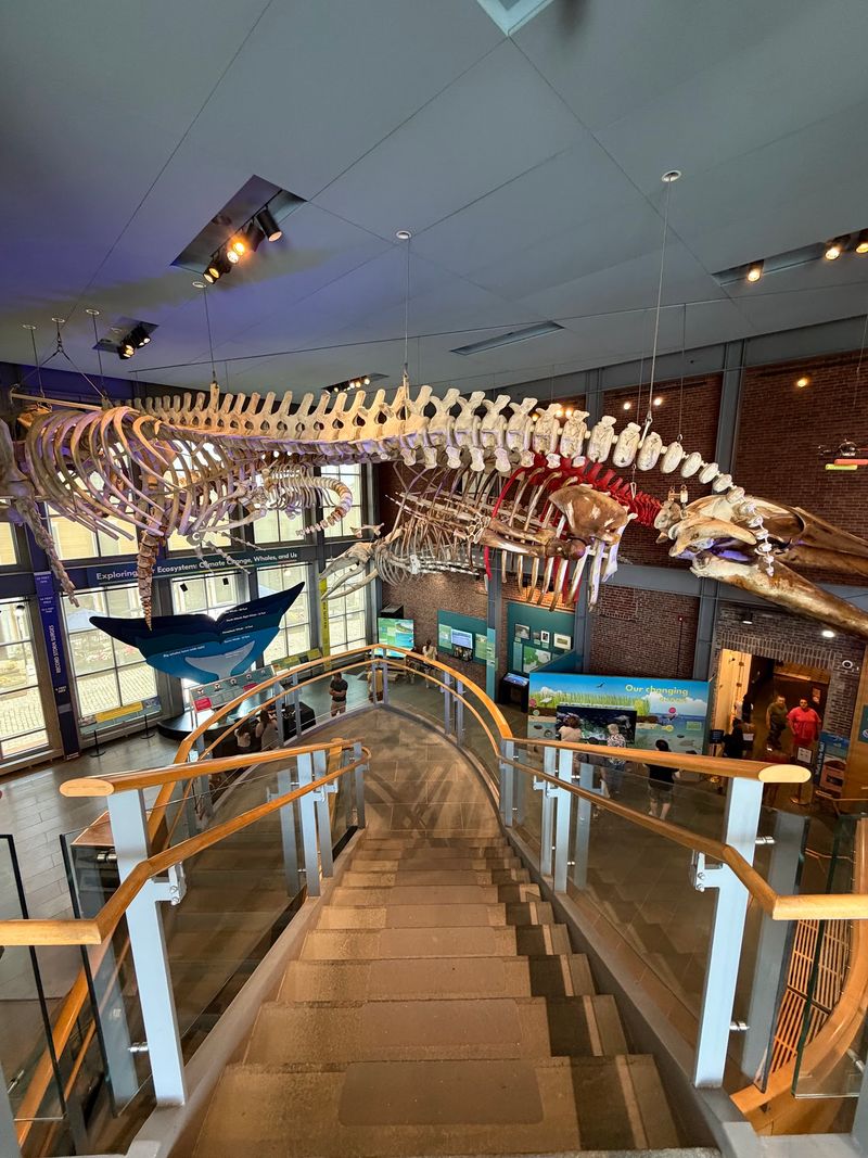 Standing Small Beneath a Full-Size Blue Whale Skeleton Standing Small Beneath a Full-Size Blue Whale Skeleton