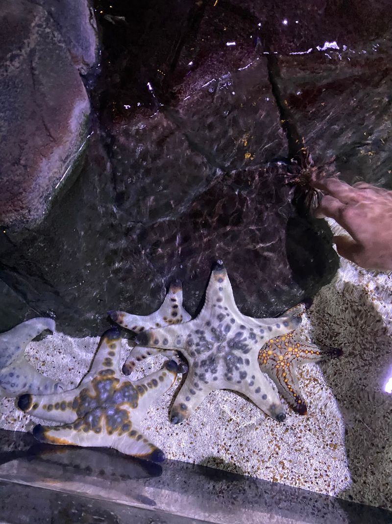 Starfish, Urchins, and Hands-On Fun