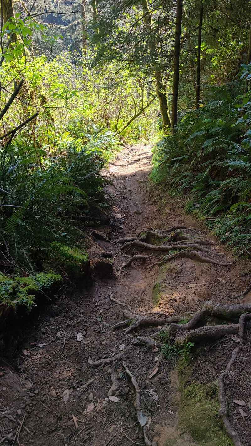 Steep, Short, and Full of Roots