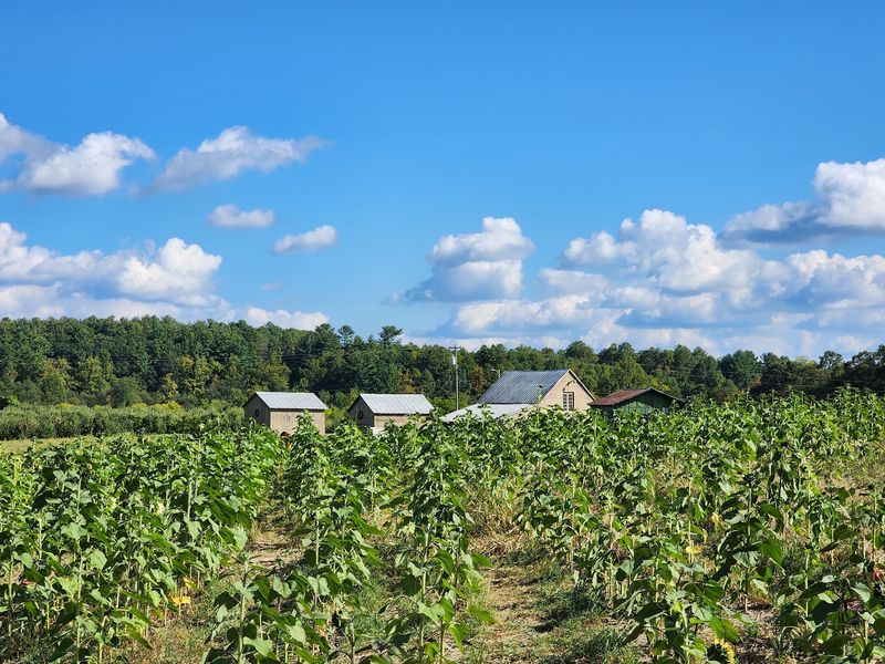 Stepp's Hillcrest Orchard, Hendersonville, NC