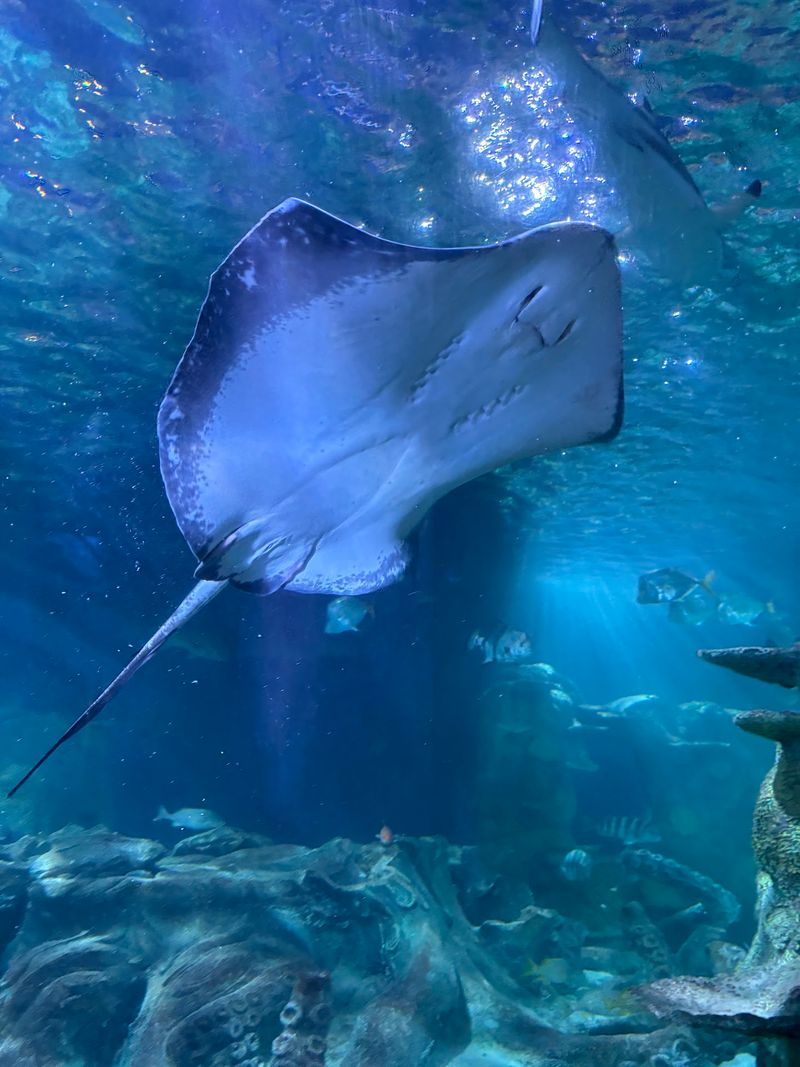 Stingrays, Jellyfish, and Seahorses