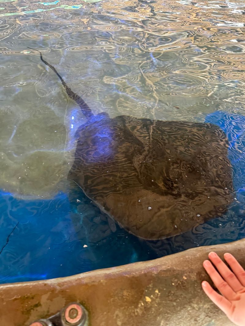 Stingrays That Act Like Playful Puppies