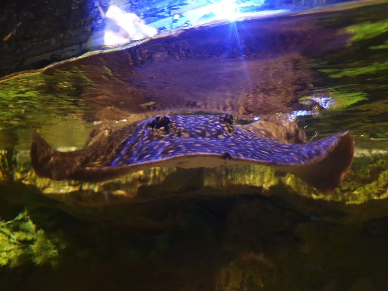 Stingrays Waiting For Their Snack Break