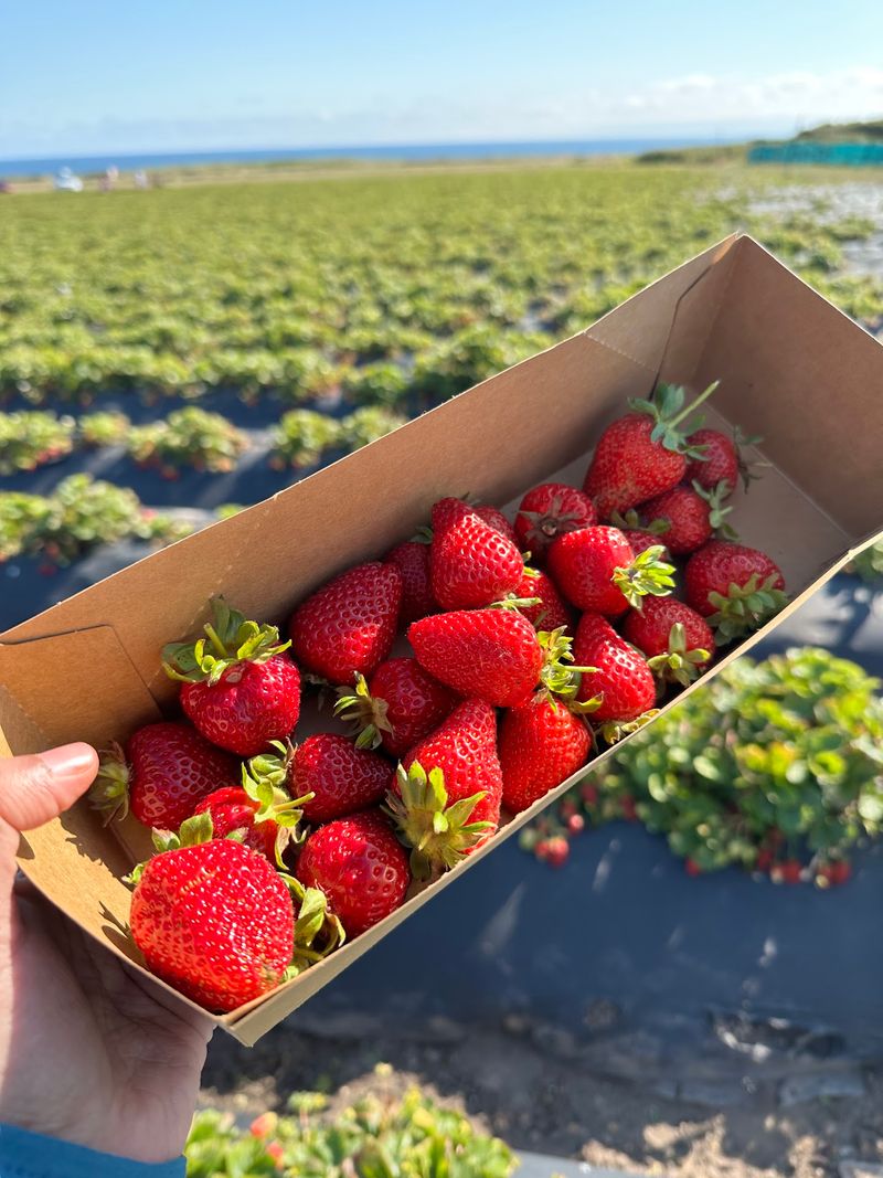 Strawberries That Taste Like Sunshine Strawberries That Taste Like Sunshine