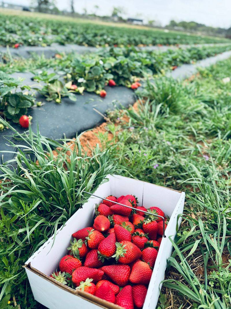 Strawberry Rows and a Tractor Ride Out Strawberry Rows and a Tractor Ride Out