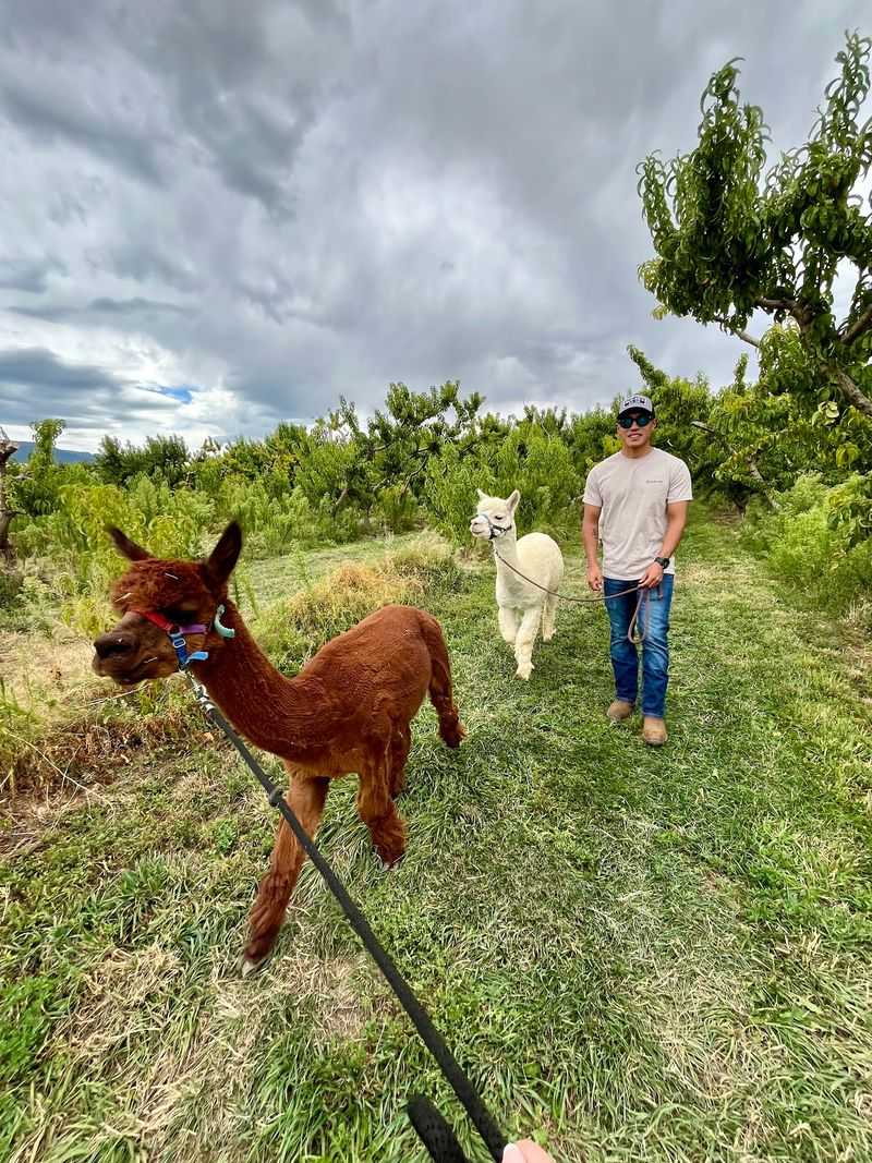 Suncrest Orchard Alpacas, Palisade, Colorado