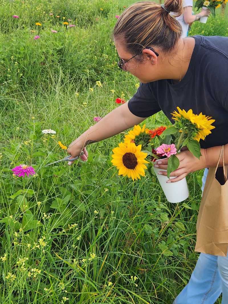 Sunflowers, Zinnias, and Mason Jar Bouquets Sunflowers, Zinnias, and Mason Jar Bouquets