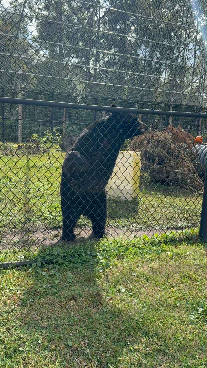 Surprise Guests Like Black Bears and Coatimundis Surprise Guests Like Black Bears and Coatimundis