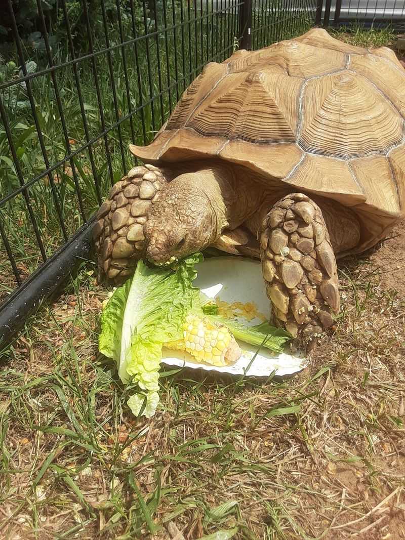 Surprise Guests You Would Not Expect on a Farm
