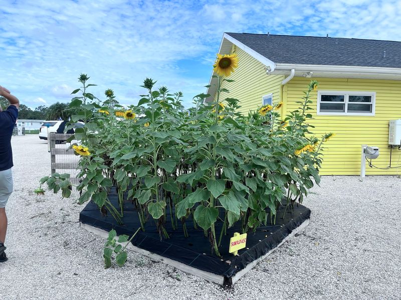 Sustainable Gardens and Lessons in Growing Sustainable Gardens and Lessons in Growing