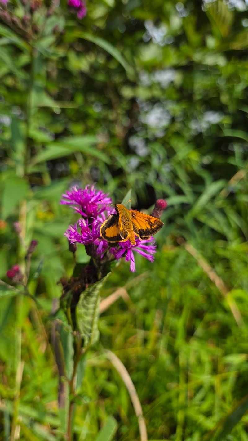 Swamp Edges, Wildflowers, and Caterpillars Swamp Edges, Wildflowers, and Caterpillars