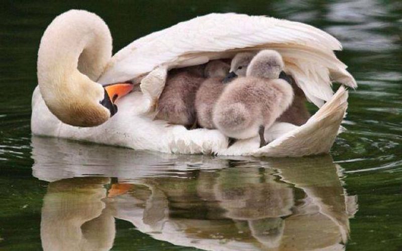 Swans, a Pond, and a Labyrinth