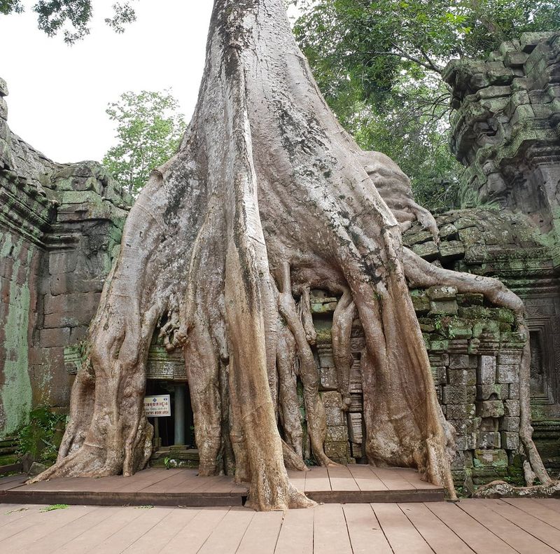 Ta Prohm Temple, Siem Reap, Cambodia