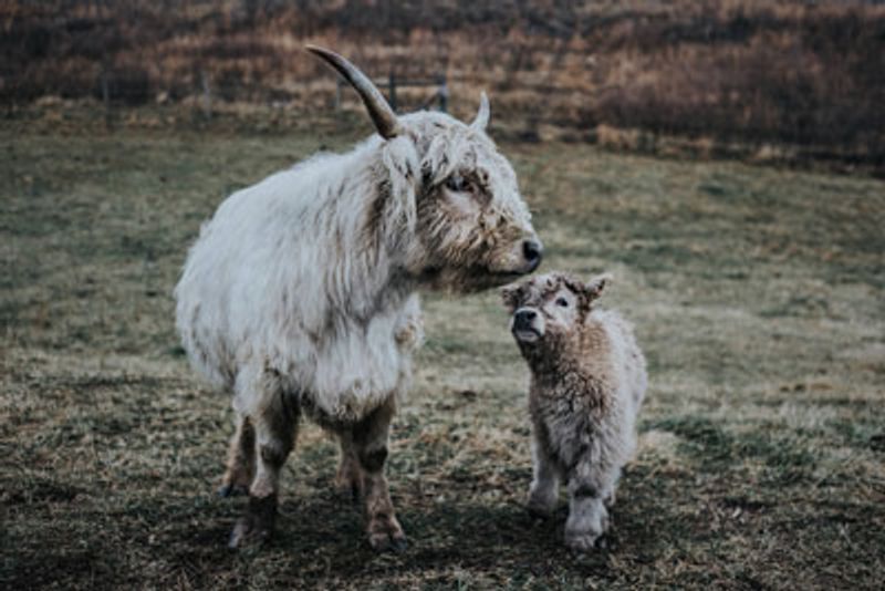 Taking a Calf Home Is a Real Possibility Taking a Calf Home Is a Real Possibility