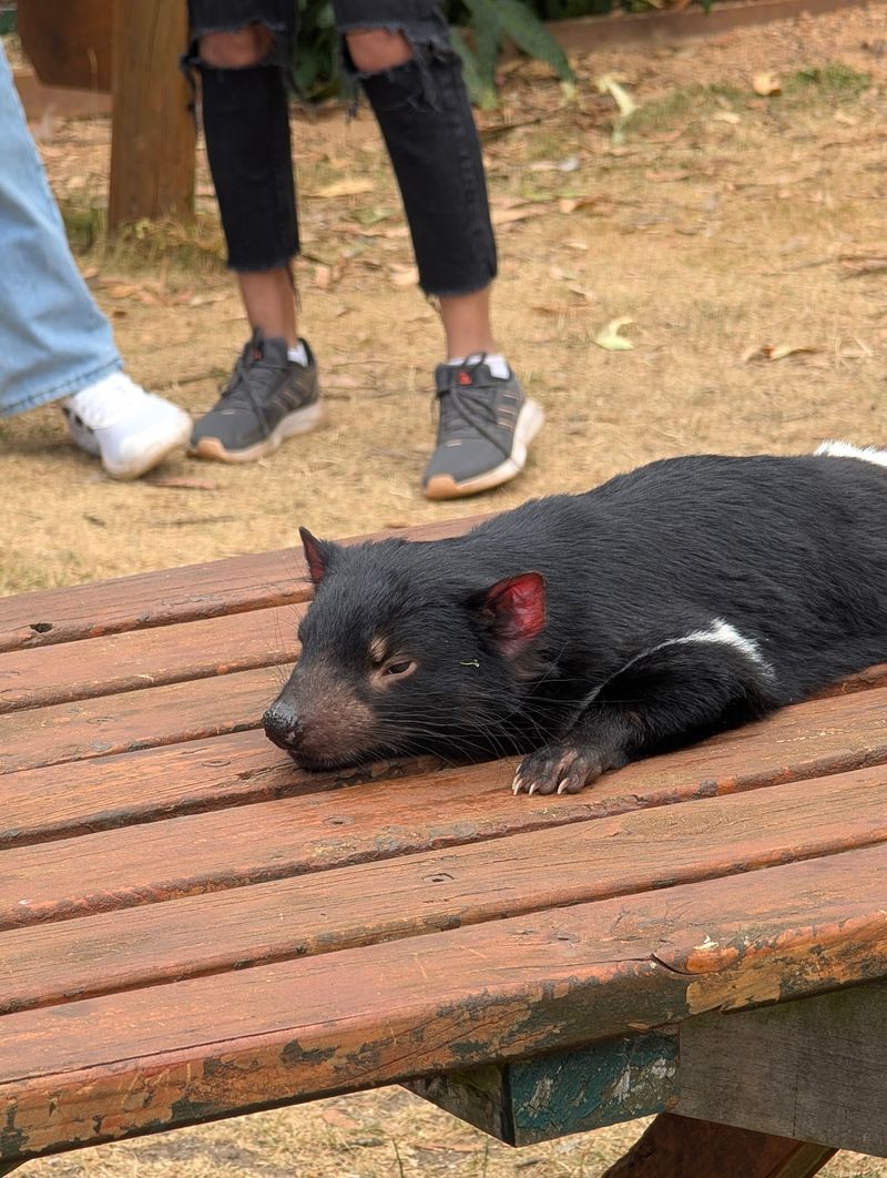 Tasmania, Australia: Tasmanian Devils